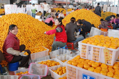 Nanfeng Orange Festival begins