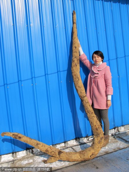 Huge root dug out in E China