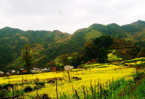 Rape flowers will blossom in March in Wuyuan