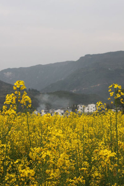 Rape Flowers in Wuyuan