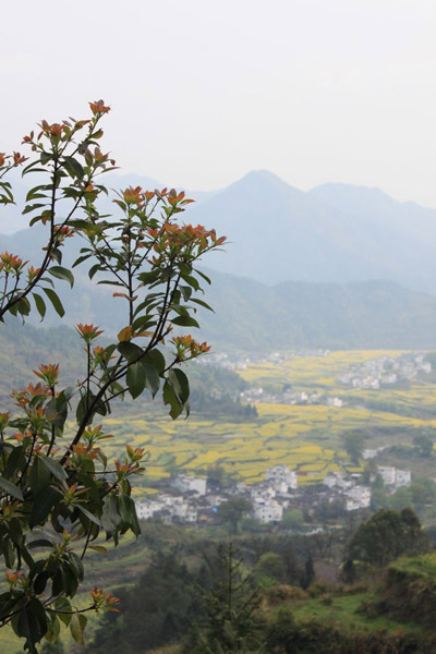 Rape Flowers in Wuyuan