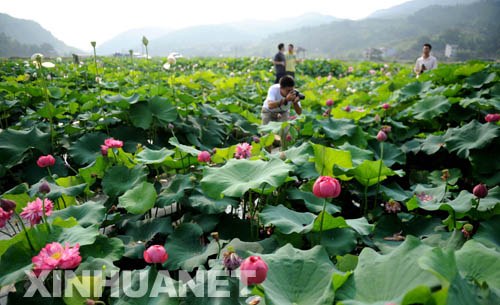 Lotus bloom in Shicheng county