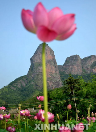 Lotus bloom in Shicheng county
