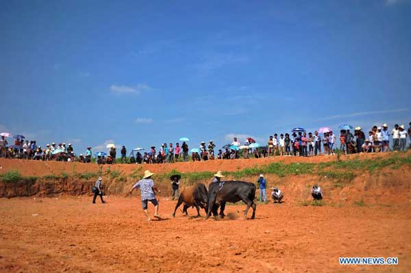 'Bull fight' event performed in E China
