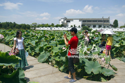 Lotus in Xiang Lake