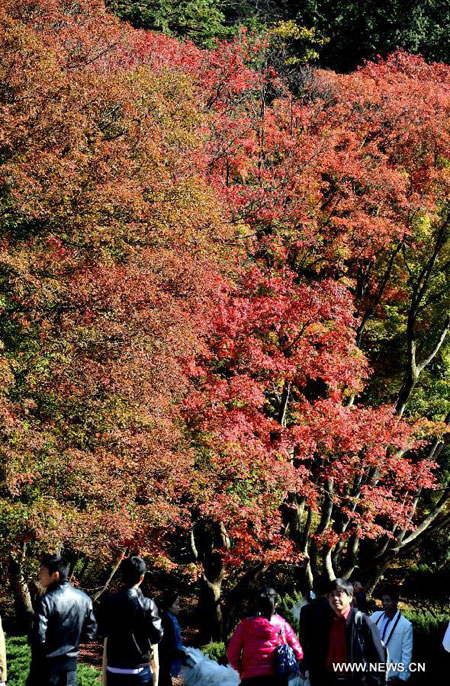 Autumn red leaves on Lushan Mountain
