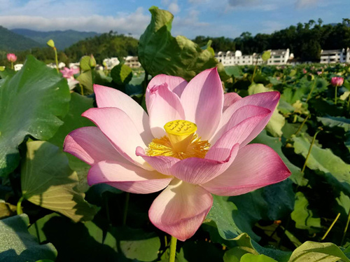 Media tour visits China’s white lotus county